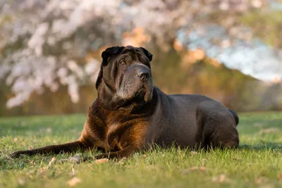 Черный шарпей — все от щенка до взрослой собаки с фото