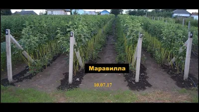 Малина Маравилла. Шпалера - YouTube