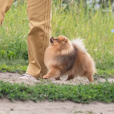 НКП Немецкий шпиц