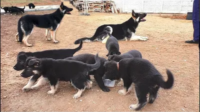 For sale! East European Shepherd Puppies! Odessa - YouTube