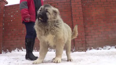 Щенок кавказской овчарки 4 месяца фото