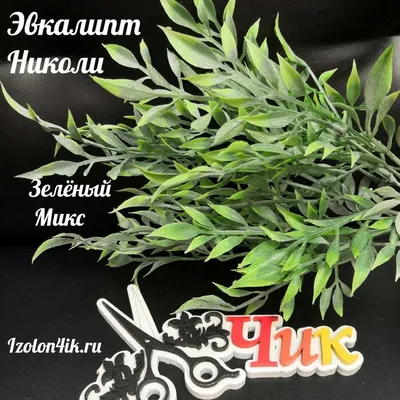 ЭВКАЛИПТ НИКОЛИ (Зеленый микс) Э-3