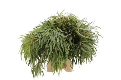 Eucalyptus Nicoly - Эвкалипт Николи - купить в Зелёный мир / Green World