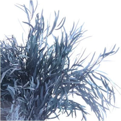 Листья Эвкалипт николи стабилизированный краш. синий, (1 уп.) — купить в  интернет-магазине по низкой цене на Яндекс Маркете