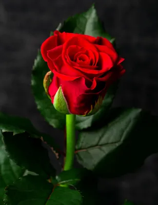 Купить Букет из 25 красных роз \"Эль торо\" • Красноперекопск • Present-Crimea