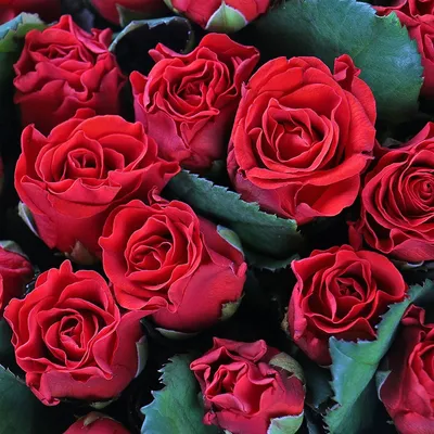 101 красная роза Эль Торо в вазе от Камелия