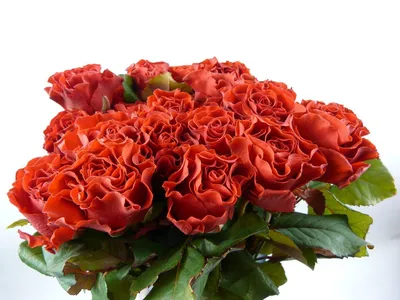 Купить 31 красная роза Эль Торо 60 см - pandafl.com.ua
