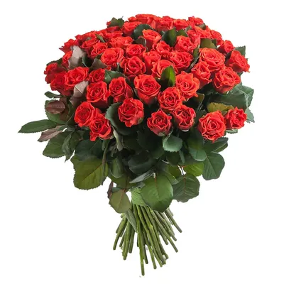 Купить букет алых роз Эль Торо недорого с доставкой в Московской области |  Дом Роз