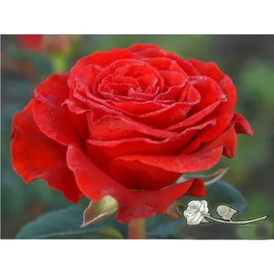 Купить букет 101 роза - Эль Торо | VIAFLOR