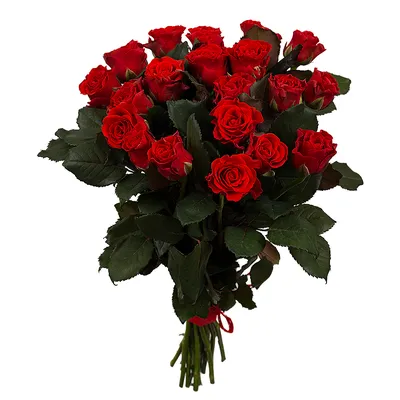 Купить 51 красную розу Эль Торо 50 см - pandafl.com.ua
