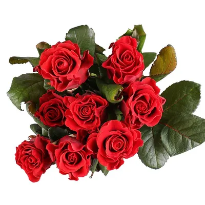 51 красная роза Эль Торо купить в Московской области по выгодной цене| Дом  Роз