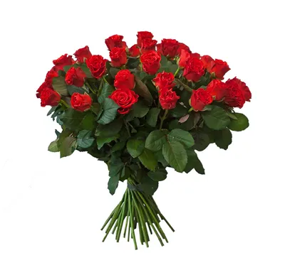Роза Эль Торо 60 см 19 шт, Цветы и подарки в Дмитрове, купить по цене 3090  руб, Монобукеты в Салон цветов на Почтовой с доставкой | Flowwow