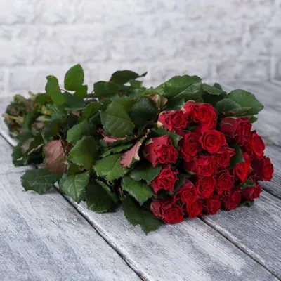 Чайно-гибридная роза Эль торо El toro купити саженци, сорта роз каталог с  фото, цена роз, характеристики сортов