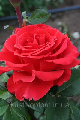 Розы эль торо букет | Роза 50 см | 101 роза | Доставка по Москве