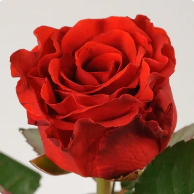 Розы Эль Торо (El Toro) 50 см. купить в городе