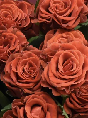 Букет 51 роза Эль Торо в корзине купить за 9 850 руб. с круглосуточной  доставкой по Москве | Мосцветторг