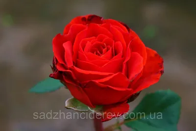 Алые розы «Эль Торо» (от 7 шт) заказать с доставкой по цене 1 890 руб. в  Ростове-на-Дону