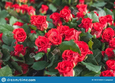 Купить 31 красная роза Эль Торо 50 см - pandafl.com.ua