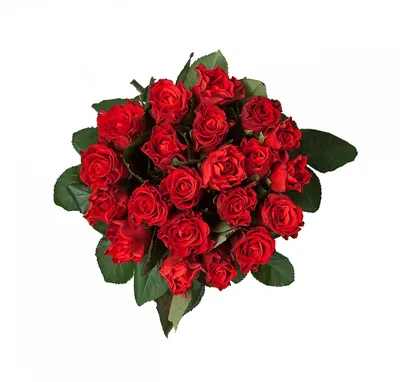 Купить 15 красных роз Эль торо 50 см - pandafl.com.ua