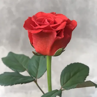 Роза красная ЭльТоро в крафте