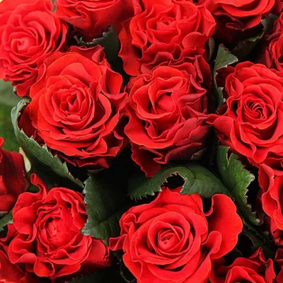 101 красная роза Эль Торо, 60 см купить в Киеве: цена, заказ, доставка |  Магазин «Камелия»