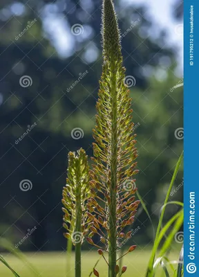 Эремурус (Eremurus) — самостоятельная посадка, уход и выращивание |  Цветочная поляна - Все про цветы | Дзен