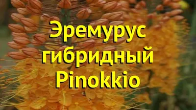 Клеопатра Pinocchio Isabellinus Eremurus цветущих цветы лилии лисохвоста  декоративный завода красивые розовые оранжевые в цветени Стоковое Фото -  изображение насчитывающей средства, цветок: 177305062