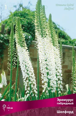 Eremurus sp -Fotos und -Bildmaterial in hoher Auflösung – Alamy