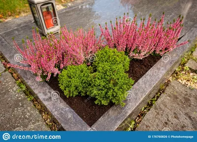 Растения эрика и Calluna на могиле Стоковое Фото - изображение  насчитывающей пинк, обслуживание: 176760826