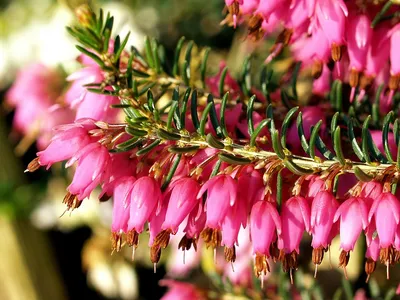 Цветок эрика – уход и виды, фото эрики | Любимые цветы