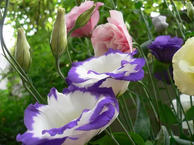 Grandiflorum Eustoma завода Lisianthus с розовыми цветами в большом саду на  плане. Стоковое Фото - изображение насчитывающей лепесток, зеленый:  204798416