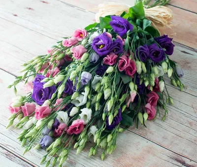 Grandiflorum Eustoma завода Lisianthus с розовыми цветами в большом саду на  плане. Стоковое Изображение - изображение насчитывающей красивейшее,  лепесток: 204130017