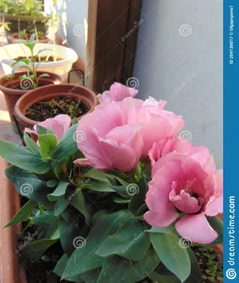 Grandiflorum Eustoma завода Lisianthus с розовыми цветами в большом саду на  плане. Стоковое Фото - изображение насчитывающей флора, цветок: 204130020