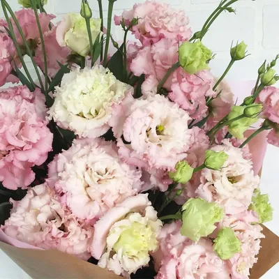 Букет махровой эустомы, Flowers \u0026 Gifts Moscow, buy at a price of 4620 RUB,  Mono Bouquets on Darya florist with delivery | Flowwow