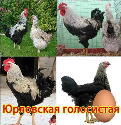Юрловская Голосистая - Цыплята