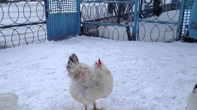 Юрловская голосистая порода кур, Yurlovsky voiced chickens