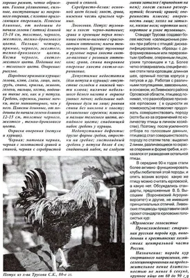 Юрловская голосистая - Форум любителей китайских пород кур