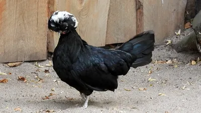 Интересные чёрные породы кур | Птица дома | Дзен