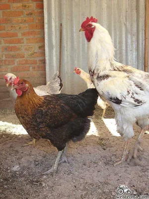 Юрловская голосистая (Yurlov chickens) - страничка породы в Каталоге