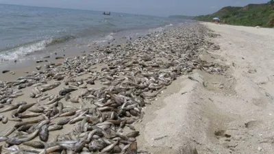 Азовское море: из-за жары случился мор рыбы в Урзуфе, Юрьевке и возле  нового пирса в Мариуполе – новости Донецкой области | ЭкоПолитика