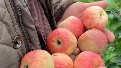 Купить яблоню Конфетное в Твери | Саженцы яблони Конфетное