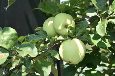 Как яблоня-дичка \"обманула\" природу и подарила нам плоды по 150 гр. Чудеса  случаются! | МАГУСТО | Дзен