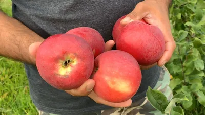 Cаженцы яблони лучших сортов купить из питомника в Кемерово