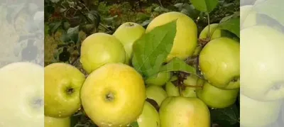 Зимние сорта яблонь купить в Челябинске | Товары для дома и дачи | Авито