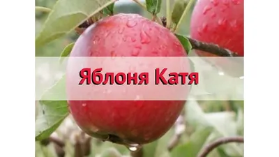 Яблоня Катя - купить по цене от 10000 руб с доставкой по Москве - интернет  магазин Спелов