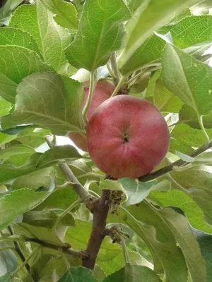 Лучшее в саду: Сорт яблока Данила, или информация к размышлению