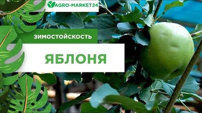 Яблоня зеленая \"Ренет Симиренко\" (поздний срок созревания) купить в  интернет-магазине Агро-Маркет24