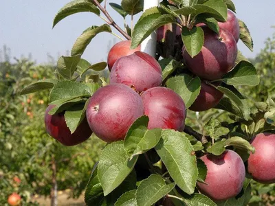 Яблоня Спартан: купить саженцы яблони Спартан в Твери | GreenTver