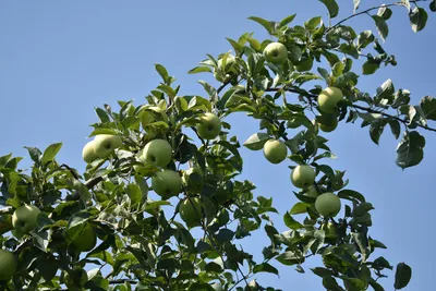 Как яблоня-дичка \"обманула\" природу и подарила нам плоды по 150 гр. Чудеса  случаются! | МАГУСТО | Дзен