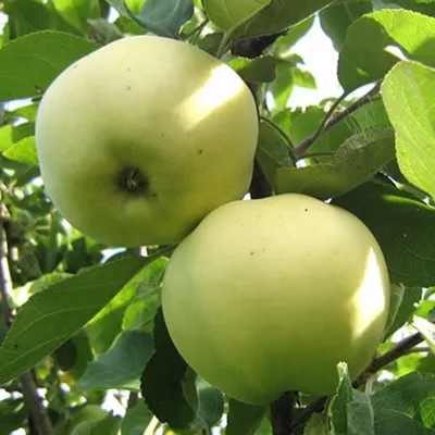 Яблоня Антоновка (Malus \"Antonovka\")